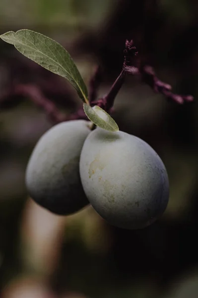 Green plums growing in orchard