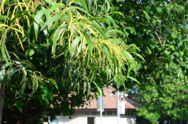 Bangkok Tayland Halk Parkı 'nda Wachirabenchat