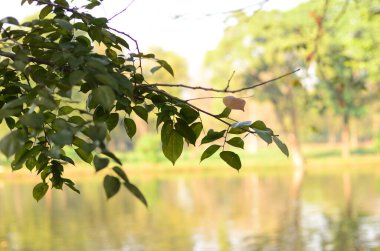 Bangkok Tayland Halk Parkı 'nda Wachirabenchat