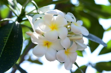 Bangkok Tayland Halk Parkı 'nda Wachirabenchat