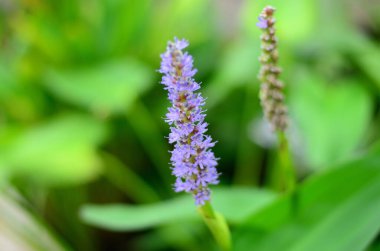 Bangkok Tayland Halk Parkı 'nda Wachirabenchat