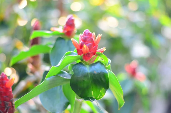 Bangkok Tayland Halk Parkı 'nda Wachirabenchat