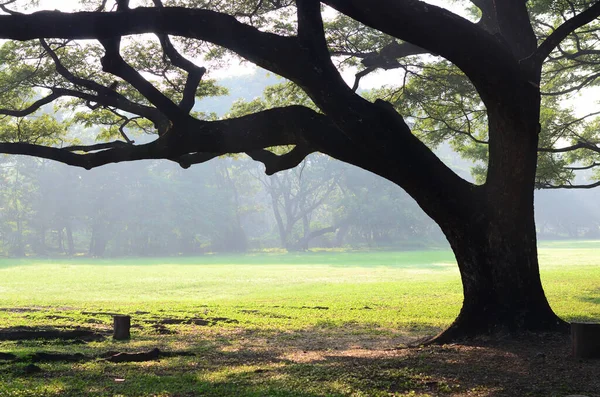 Wachirabenchatat Public Park Bangkok Tailândia — Fotografia de Stock