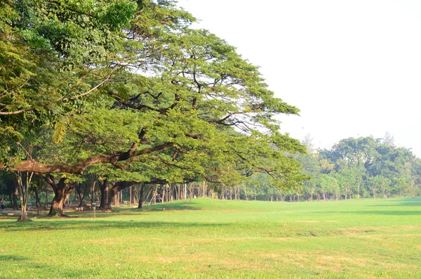 Wachirabenchatat Public Park Bangkok Thailand — Stockfoto