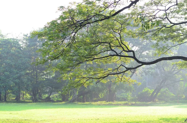 Bangkok Tayland Halk Parkı 'nda Wachirabenchat