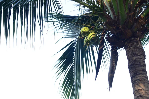 Bangkok Tayland Halk Parkı 'nda Wachirabenchat