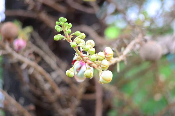 Bangkok Tayland Halk Parkı 'nda Wachirabenchat