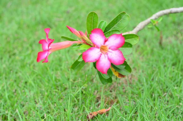 Wachirabenchatat Public Park Bangkok Thailand — Stock Photo, Image