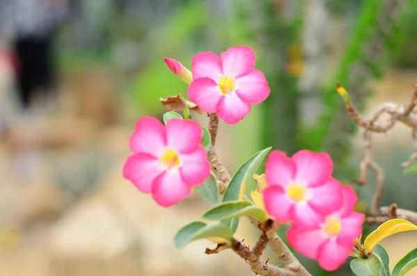 Bangkok Tayland Halk Parkı 'nda Wachirabenchat