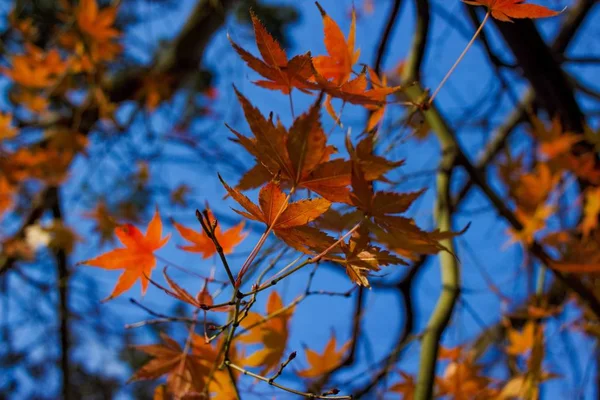 Hojas Otoño Osaka Japón — Foto de Stock