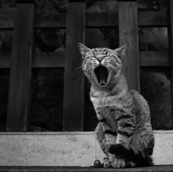 나바라 시에서 하품하는 고양이 로열티 프리 스톡 사진