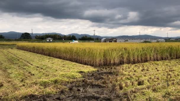 Časová Prodleva Při Sklizni Rýže Poblíž Nara Japonsko — Stock video