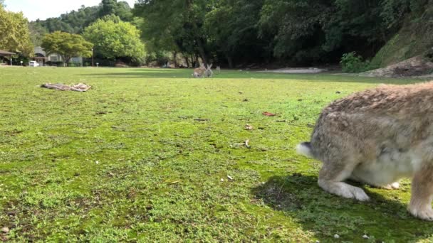 Japonya Nın Okunoshima Adasında Kameraya Doğru Koşan Tavşanlar — Stok video