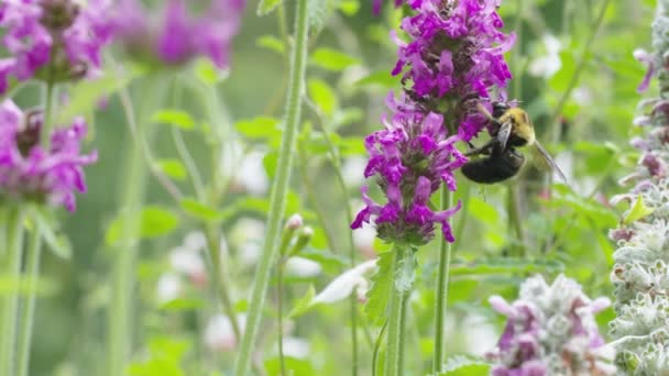 Bumblebee żywiące się purpurowymi kwiatami. — Wideo stockowe