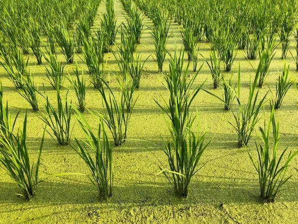 Нещодавно посаджені поля рису поблизу міста Нара (Японія).. Ліцензійні Стокові Зображення