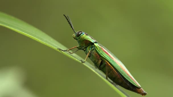 Цветной жук, покоящийся на листе . — стоковое видео