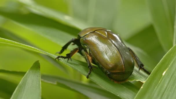 Большой зелёный жук, покоящийся на растении . — стоковое видео