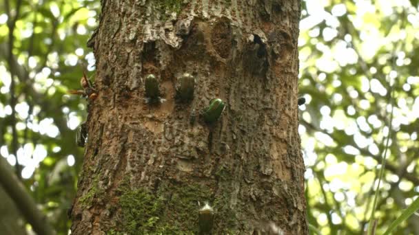 Ölü bir ağaçtan beslenen bir grup böcek.. — Stok video