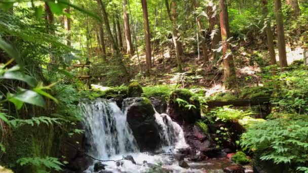 Небольшой ручей и водопад в пышных зеленых лесах Японии. — стоковое видео