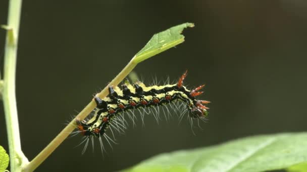 Lagarta e mosca lutando na planta verde. — Vídeo de Stock