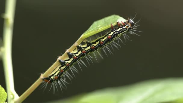 Black and yellow caterpillar feeding on a leaf. — Stock Video