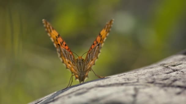 Front on, close-up zicht van een vlinder rustend op een rots. — Stockvideo