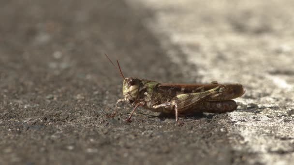 Большой зеленый и коричневый кузнечик отдыхает на дороге — стоковое видео