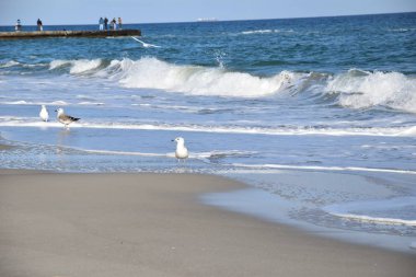 Bir martı deniz kenarında kumda yürür.