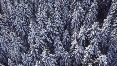 Kış bir helikopter ile iğne yapraklı orman. Yukarıdan görüntüleyin. Havadan görünümü