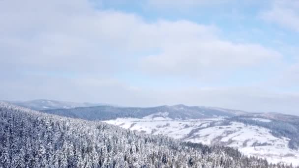 Foresta di conifere. Vista dall'alto. Vista aerea — Video Stock