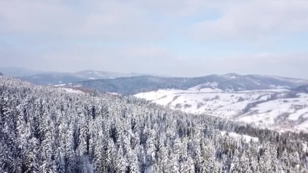 Winter forest schieten met copter. Bekijk van bovenaf. Luchtfoto — Stockvideo