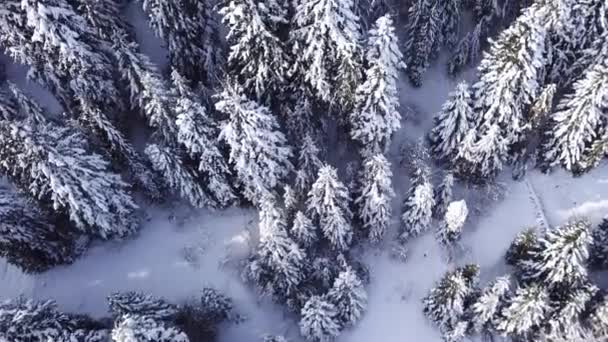 Floresta de coníferas. Vista de cima. Vista aérea — Vídeo de Stock