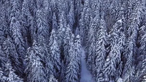 Tallar täckta med snö med en copter. Visa från ovan. Flygfoto — Stockvideo