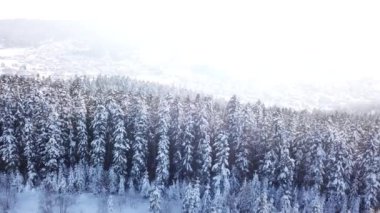 Kış iğne yapraklı orman. Havadan görünümü