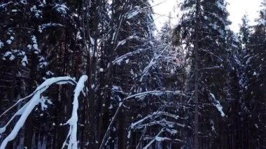 Güneş çam ormanda keser. Havadan görünümü