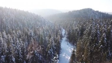 İğne yapraklı orman. Havadan görünümü