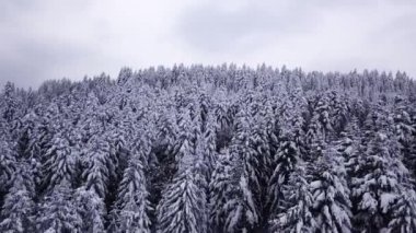 İğne yapraklı orman. Havadan görünümü