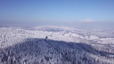 Kış orman güneşli hava, kar taneleri düşüyor. Havadan görünümü