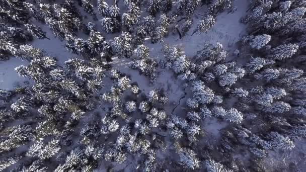 針葉樹林に住む。上からの眺め。航空写真ビュー — ストック動画