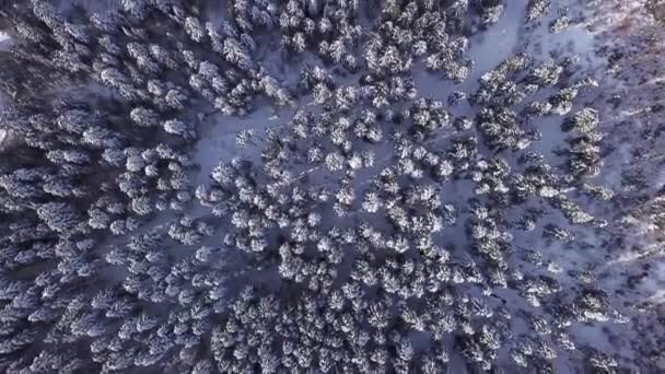 Zimowy Las iglasty ze śmigłowcem. Widok z góry. Widok z lotu ptaka — Wideo stockowe