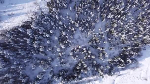 Os pinheiros são cobertos de neve atirando com helicóptero. Vista de cima. Vista aérea — Vídeo de Stock