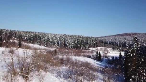 Sneeuw ligt op de grond naaldhout bos. Luchtfoto — Stockvideo