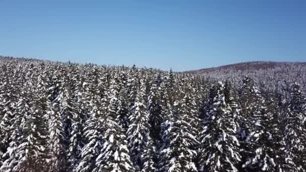 Winter naaldhout bos. Luchtfoto — Stockvideo