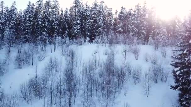 Floresta de coníferas ao pôr do sol. Vista aérea — Vídeo de Stock