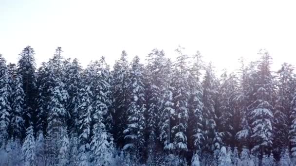 Winter forest in sneeuw en mist. Luchtfoto — Stockvideo