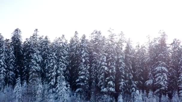 Bosco invernale nella neve e nebbia. Vista aerea — Video Stock