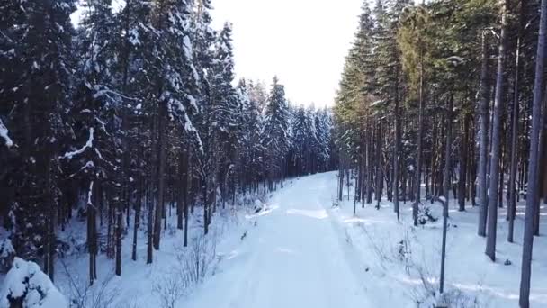 Vinter tallskog. Flygfoto — Stockvideo