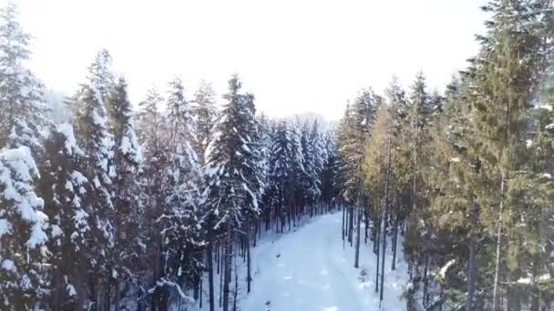 Winter dennenbos. Luchtfoto — Stockvideo