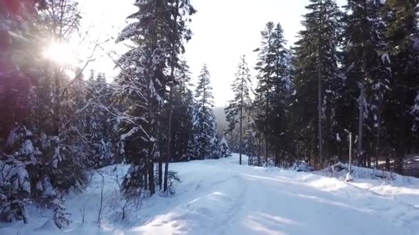 Bosque de invierno de pino. Vista aérea — Vídeos de Stock