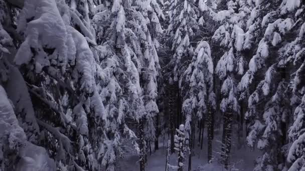 Os pinheiros são cobertos de neve. Vista aérea — Vídeo de Stock